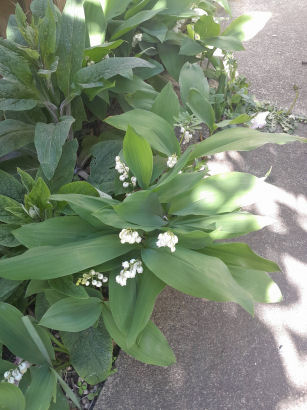flowers